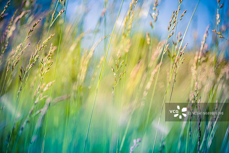 令人惊叹的夏日自然草甸鲜花阳光天景观。鼓舞人心的自然背景图片素材