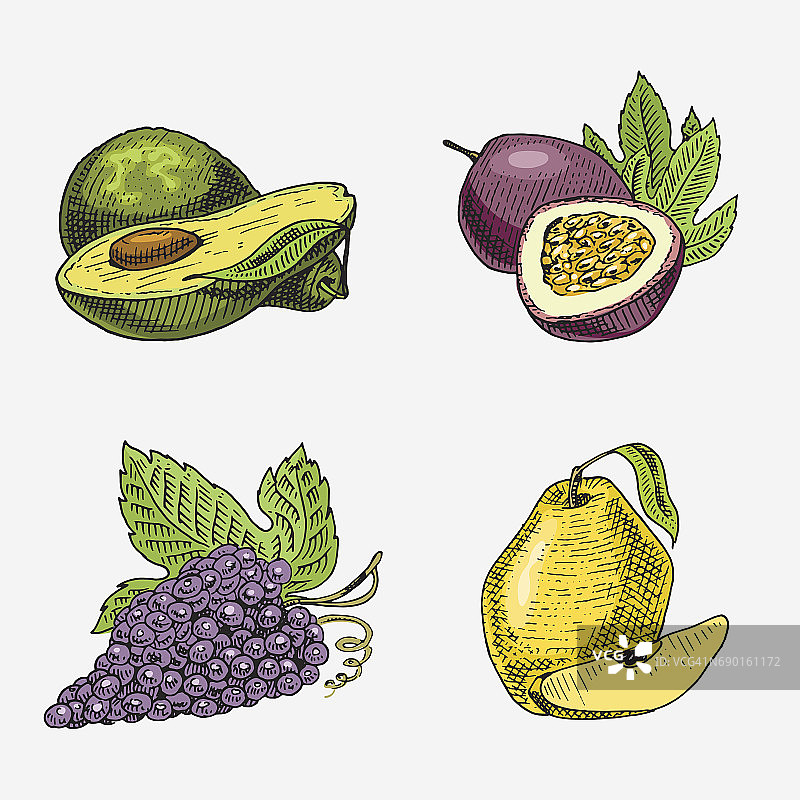 一套手绘，雕刻新鲜水果，素食食品，植物，葡萄，百香果，温柏和鳄梨图片素材