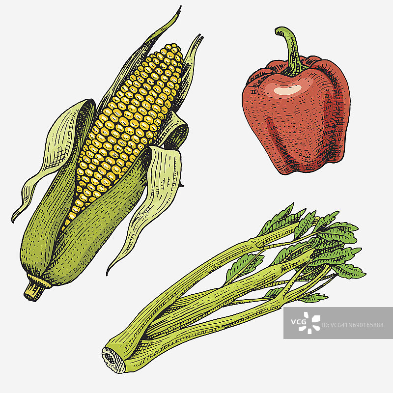 一套手绘，雕刻蔬菜、素食、植物、古色古香的玉米、甜椒、芹菜图片素材