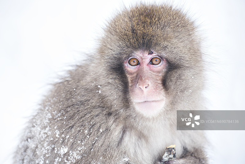 地狱谷猴公园的雪猴画像图片素材