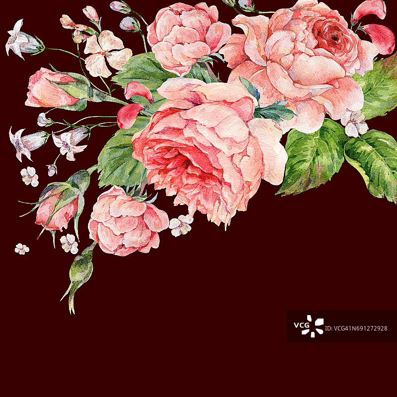 复古水彩粉色英国玫瑰图片素材
