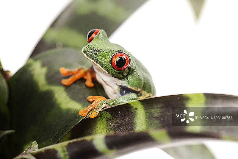 在孤立的白色背景上有植物的红眼树蛙图片素材