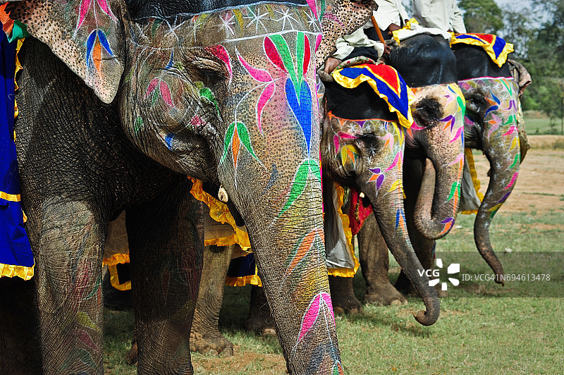 印度拉贾斯坦邦斋浦尔大象节上一排装饰复杂的大象图片素材