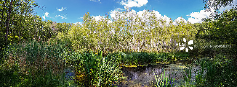 沼泽风景景观与蕨类和泥炭图片素材