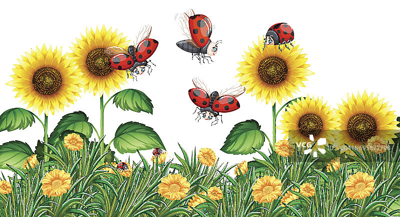 瓢虫在向日葵花园里飞舞图片素材
