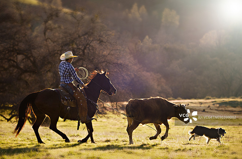 牛仔用套索套住一头牛和牧羊犬图片素材