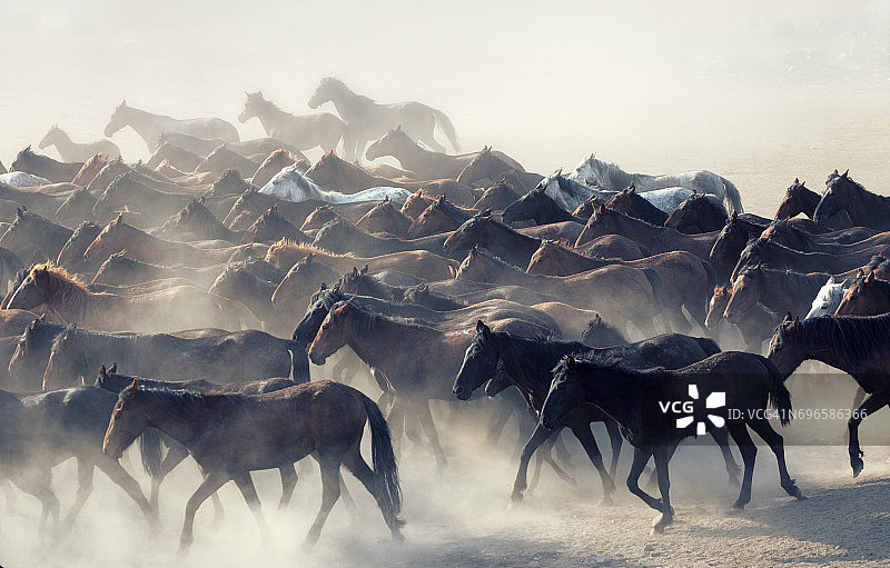 一群在尘土中奔跑的野马图片素材