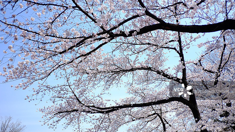蓝天背景上的樱花枝图片素材