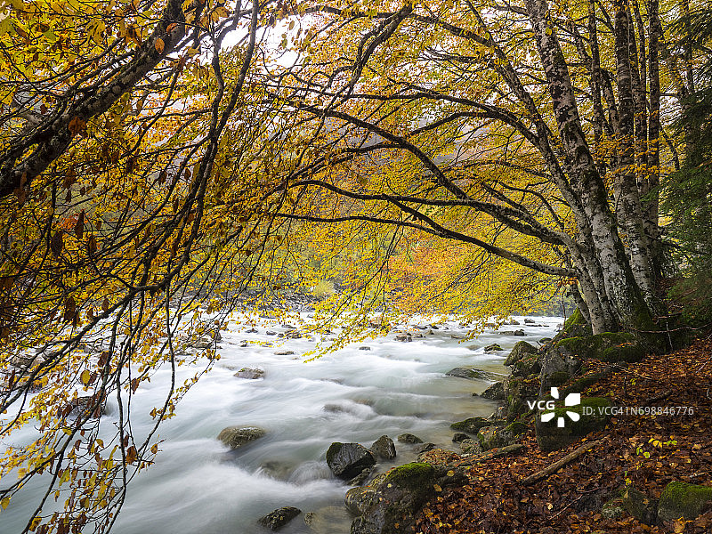 靠近一条大河的山毛榉森林，秋叶斑斓。西班牙韦斯卡的奥德萨国家公园。图片素材