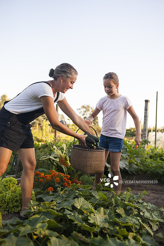 母亲和女儿在花园里采摘蔬菜图片素材