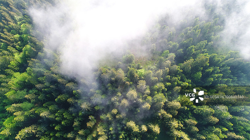 云层下的绿色森林的航拍图片素材