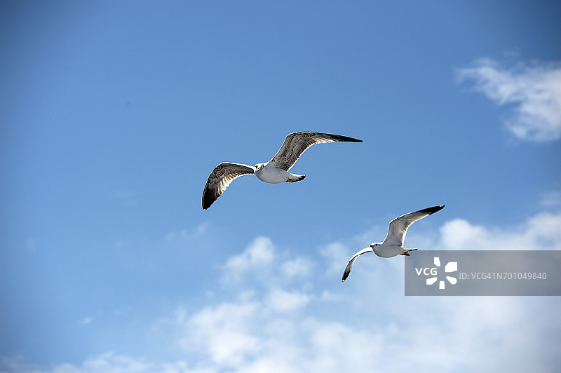 在希腊北部马其顿东部的卡瓦拉，两只海鸥在爱琴海上飞翔图片素材