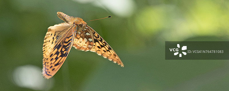 半空中的大斑贝母蝶图片素材
