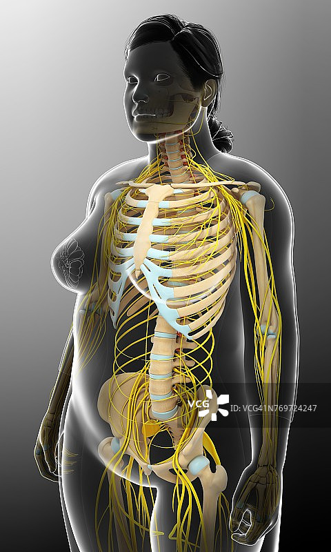 女性骨骼和神经系统，插图图片素材