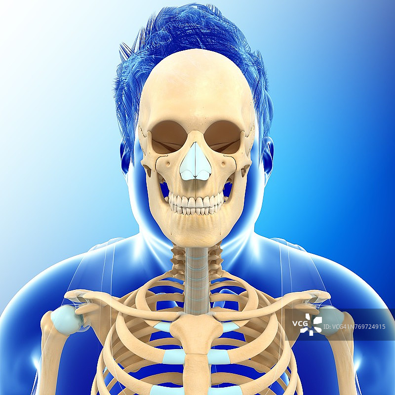 男性骨骼解剖学，插图图片素材