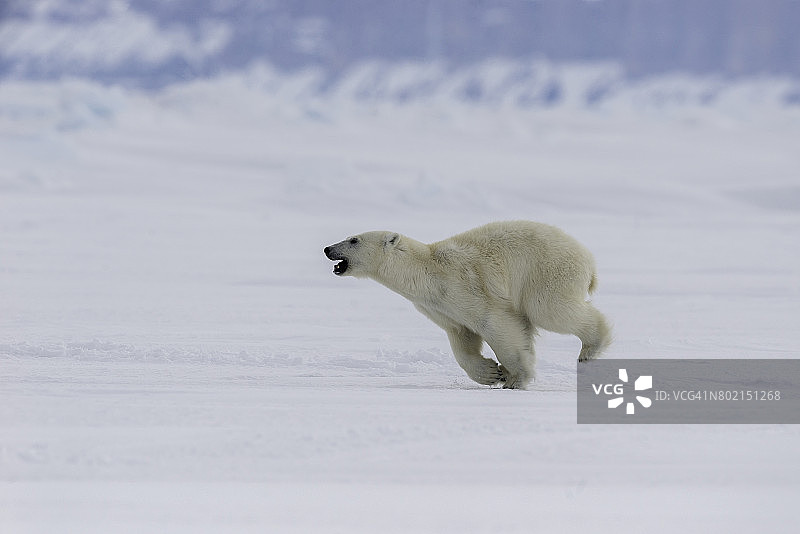 加拿大巴芬岛北部，年轻的雄性北极熊沿着结冰的海冰奔跑。图片素材