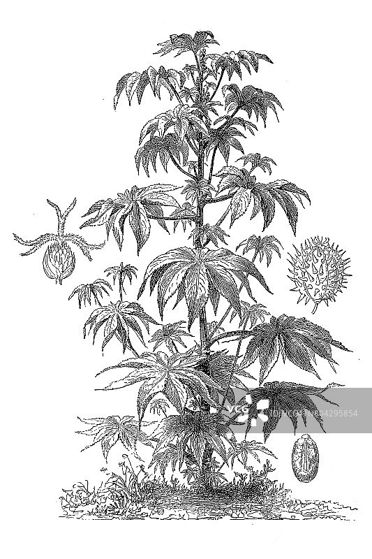 蓖麻，一种蓖麻或蓖麻油植物图片素材