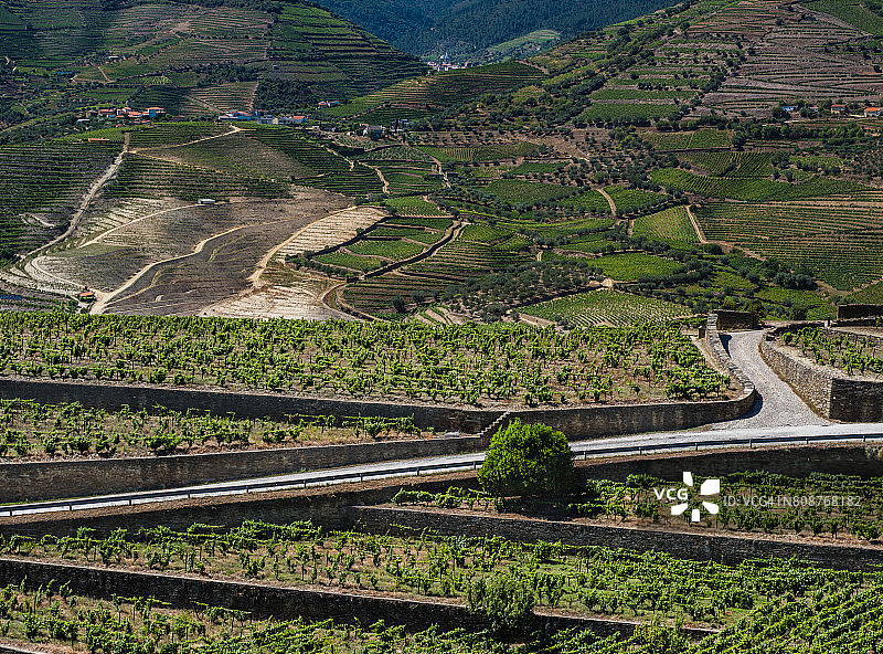 葡萄牙杜罗河谷的葡萄园图片素材