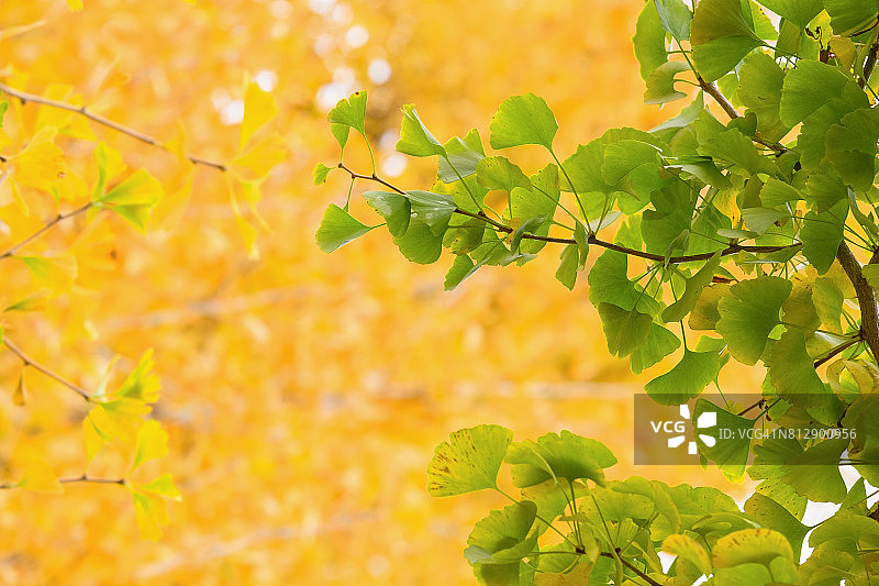绿色和黄色的银杏叶背景在秋天图片素材