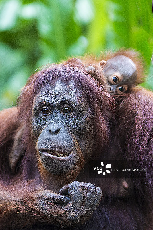 苏门答腊猩猩宝宝和妈妈图片素材