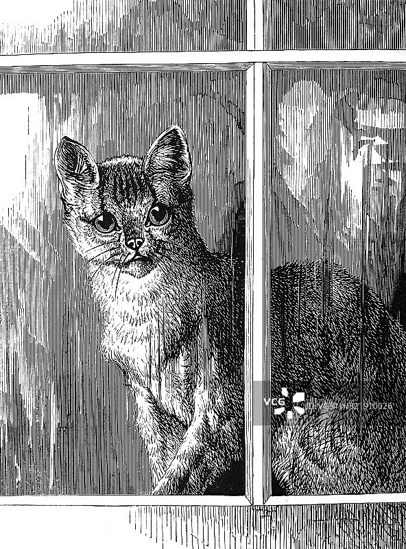 一只往窗外看的猫图片素材