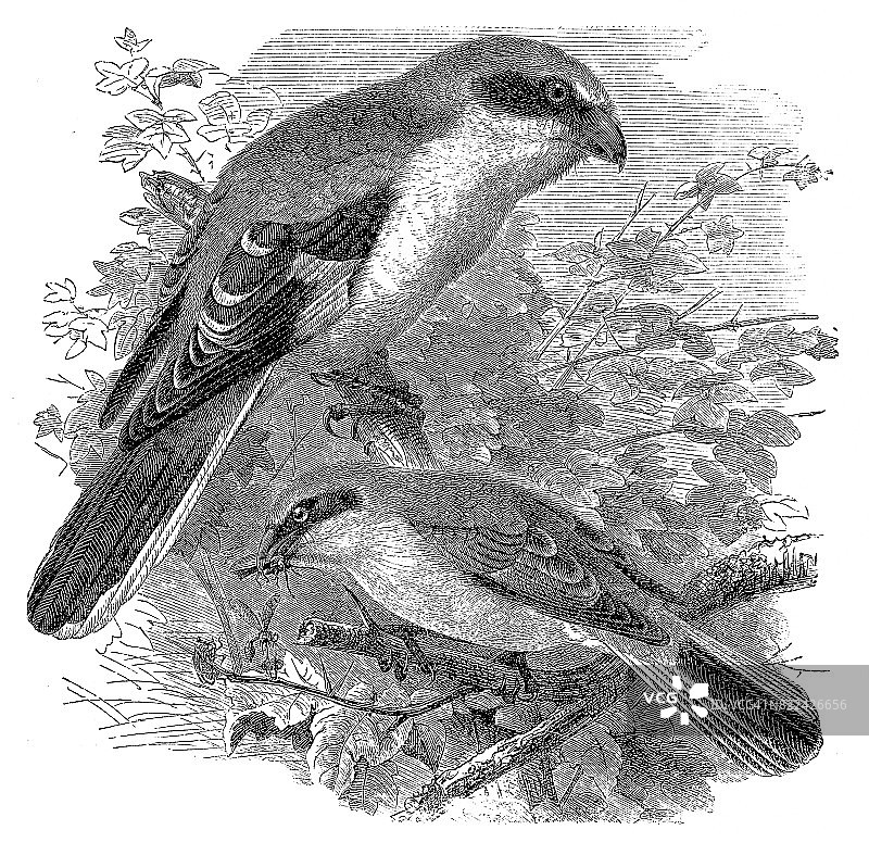 大灰伯劳鸟，拉纽斯伯劳鸟和红背伯劳鸟图片素材