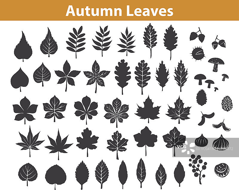 秋天的树叶剪影设置在黑色的颜色，枫树栗子白蜡树橡树桦树树胶山毛榉胡桃花榆树叶。在图书馆里，树叶被当作画笔图片素材