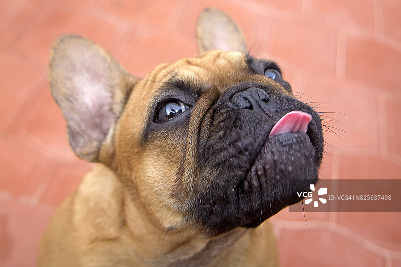 滑稽的狗伸出舌头图片素材