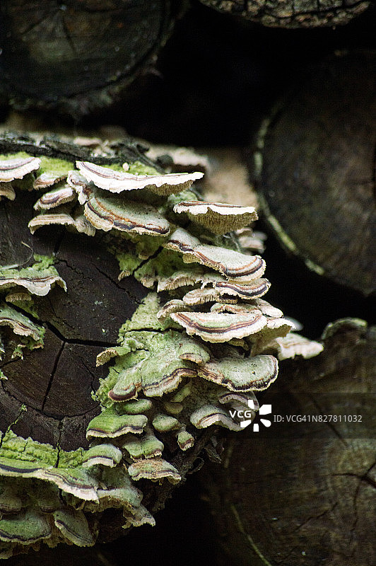真菌在树图片素材