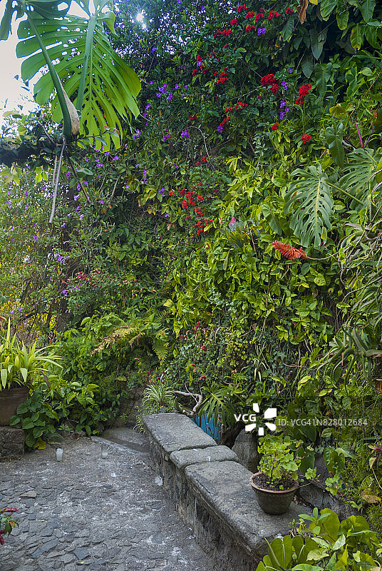 瓜地马拉安提瓜的花园，植物的细节。图片素材