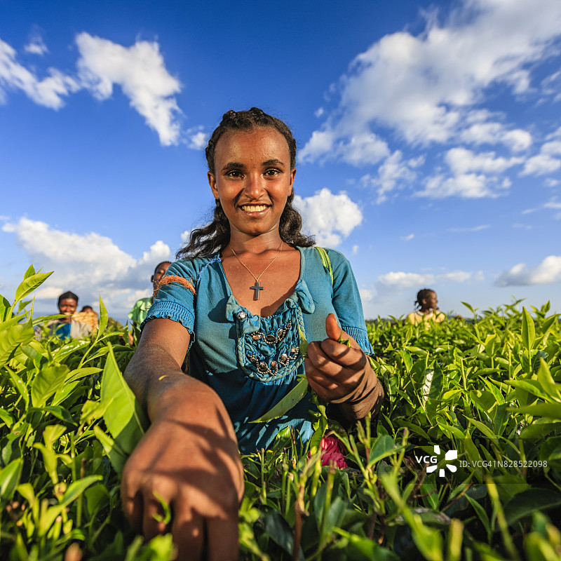 非洲妇女在东非的种植园里采摘茶叶图片素材