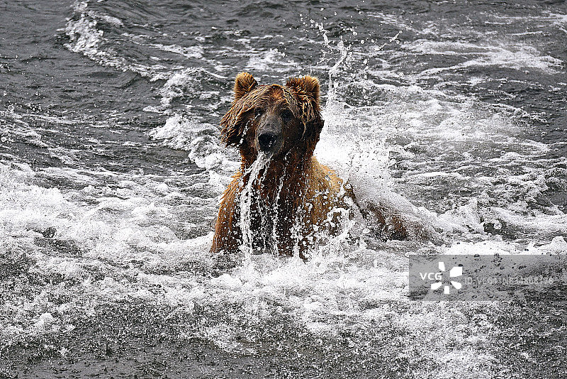 阿拉斯加的科迪亚克灰熊图片素材