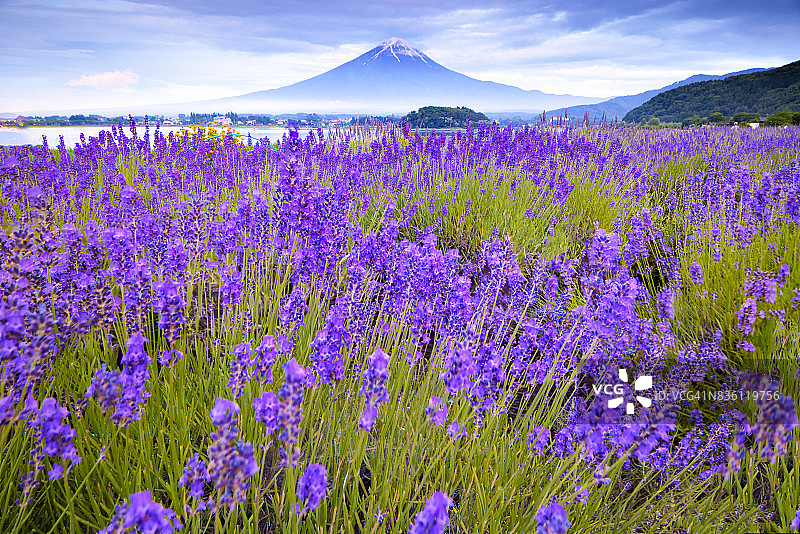 富士山和川口湖大石公园的薰衣草田图片素材