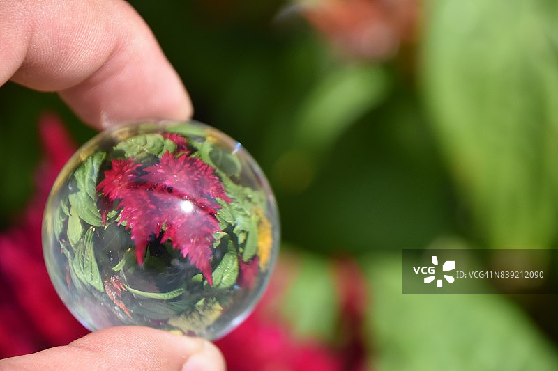 苗圃里的花透过水晶球图片素材