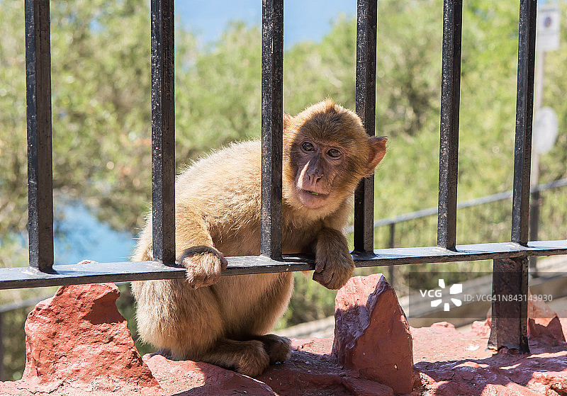 巴巴里猕猴，自由生活在直布罗陀岩石上(直布罗陀/英国)图片素材