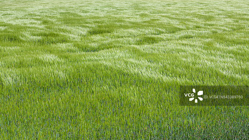 自然绿草伴风浪。背景纹理。设计的元素。一阵阵风吹过长着麦草的田野图片素材