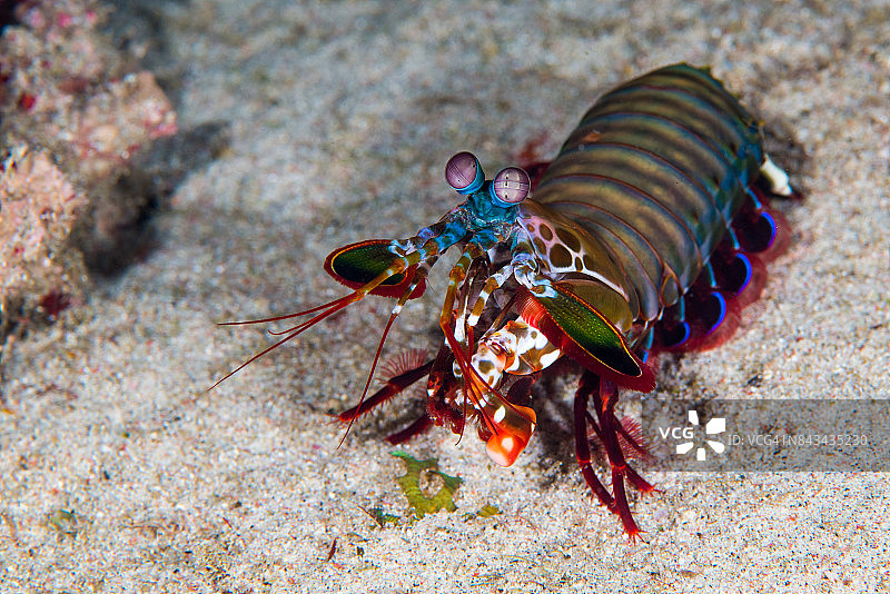珊瑚礁中的孔雀螳螂虾(齿趾蟹)图片素材