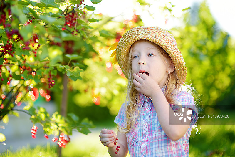 可爱的小女孩在花园里摘红醋栗图片素材