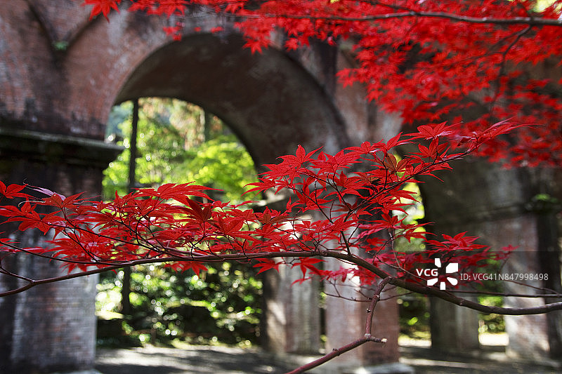 红色日本枫叶和水道桥图片素材