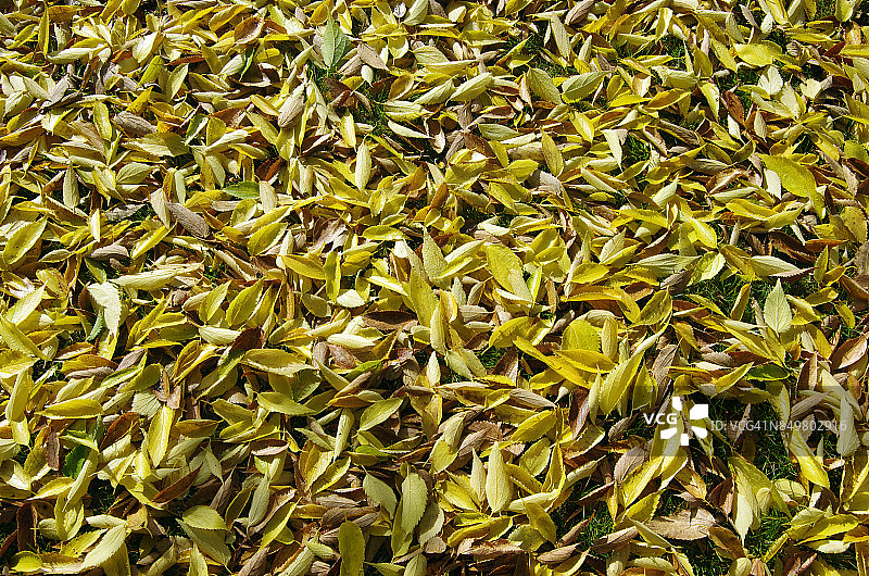 秋天，堪培拉，澳大利亚首都领地，倒下的榆树叶子图片素材