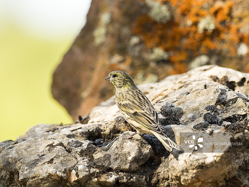 雌性欧洲小金翅雀(Chloris Chloris)，站在几块岩石上吃种子，背景是天然的绿色和黄色。西班牙、欧洲。图片素材