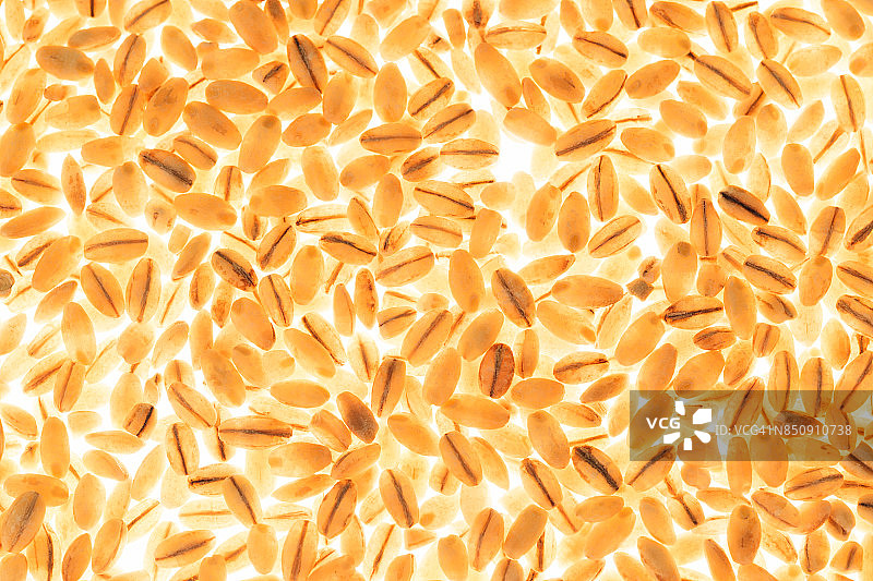 背光照明大麦谷粒图片素材