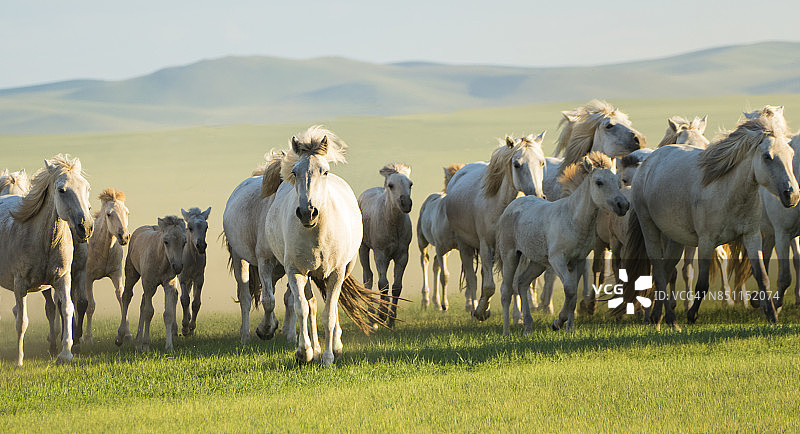 在中国内蒙古草原上奔跑的野马。图片素材