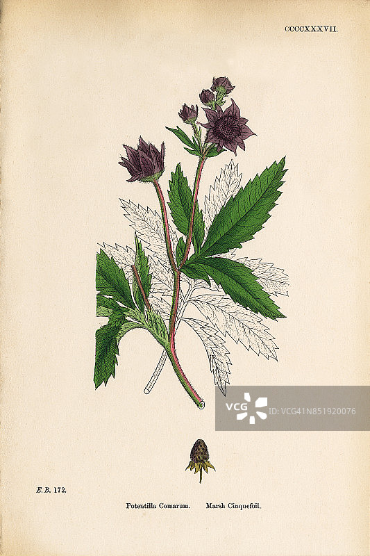 Marsh Cinquefoil, Potentilla Comarum，维多利亚植物学插图，1863年图片素材