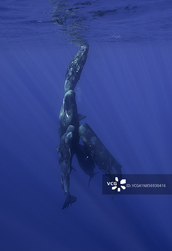 一群抹香鲸幼崽浮出海面，印度洋，毛里求斯。图片素材