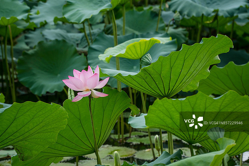 中国池塘里粉红色的荷花图片素材