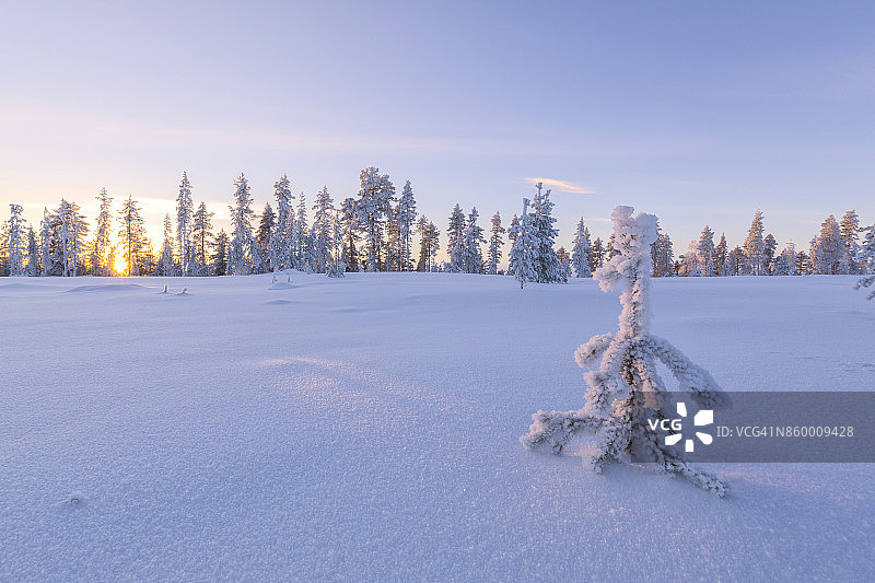 瑞典，日落时分的北方针叶林(针叶林)图片素材