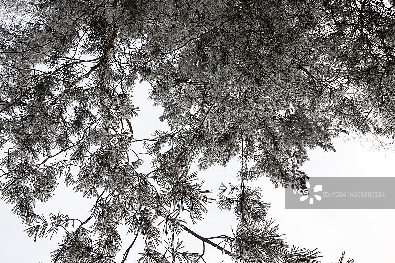 冬天的树木,特写图片素材