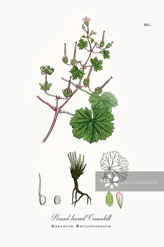 圆叶鹤嘴菊，圆形天竺葵，维多利亚植物学插图，1863年图片素材