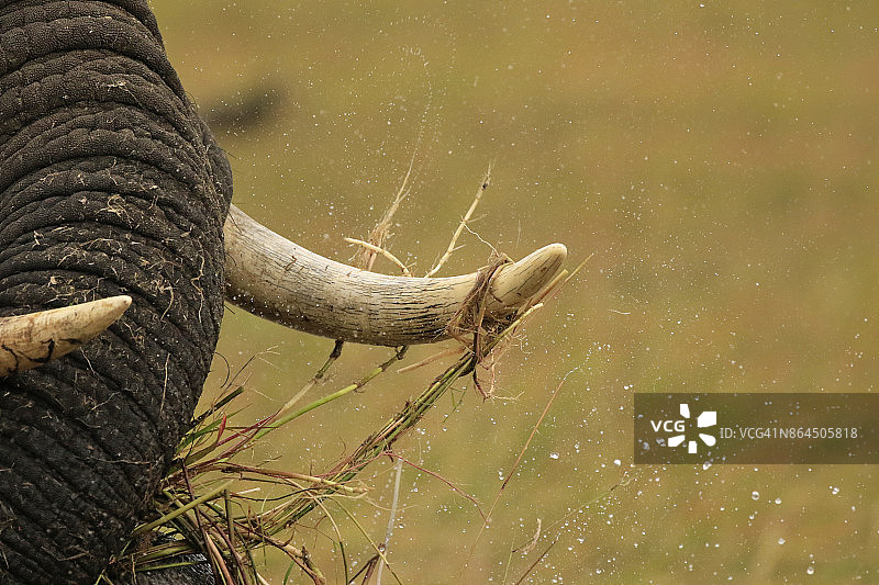 大象非洲长牙象鼻子动物野生动物自然游猎野生博茨瓦纳图片素材